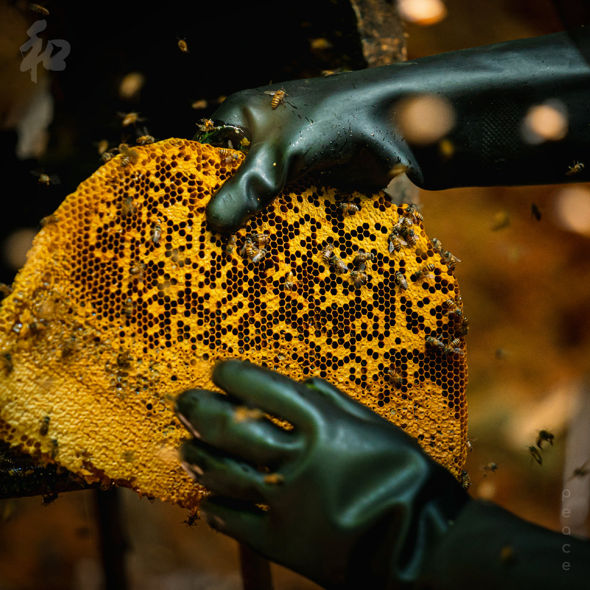 Forest Honey (200ml)