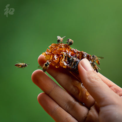 Forest Honey (200ml)
