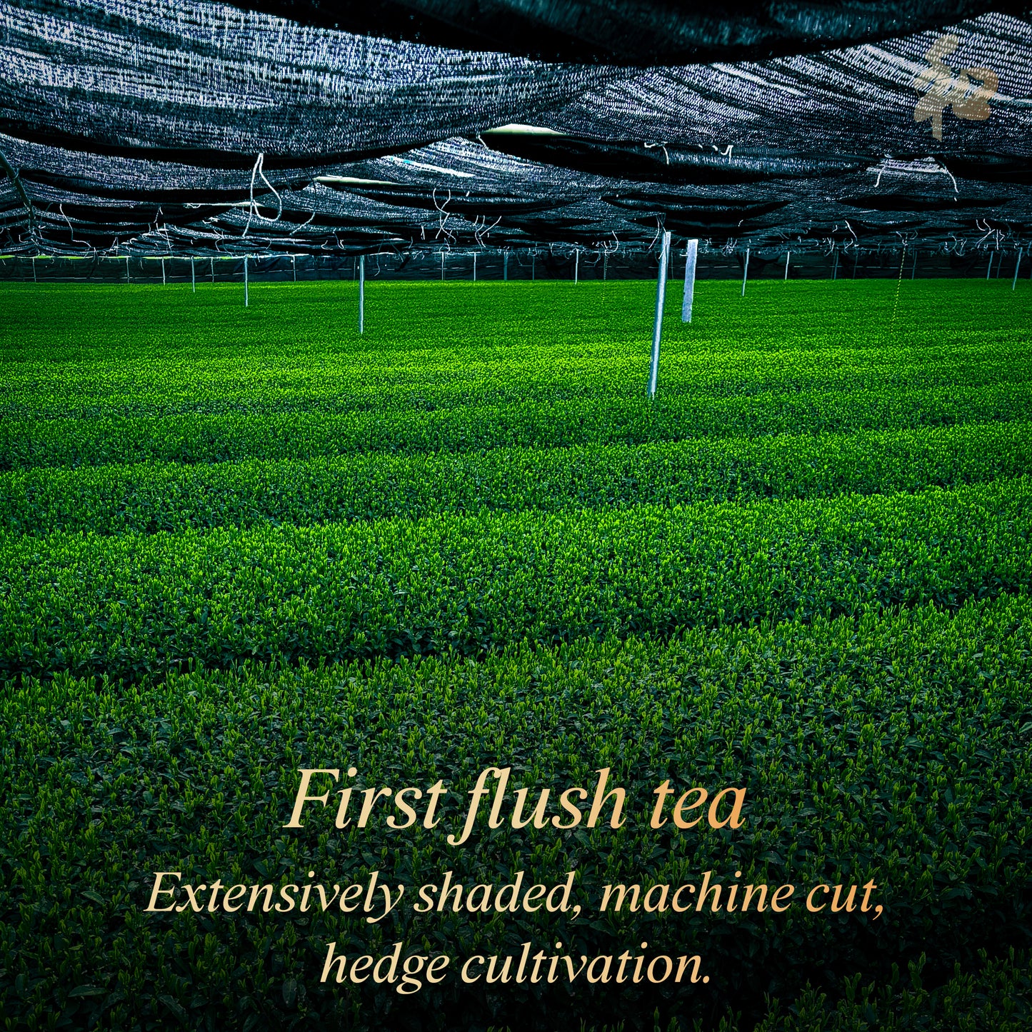 Peace 和 Classicist Matcha