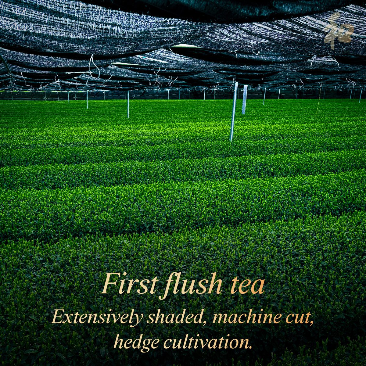Peace 和 Purist Matcha