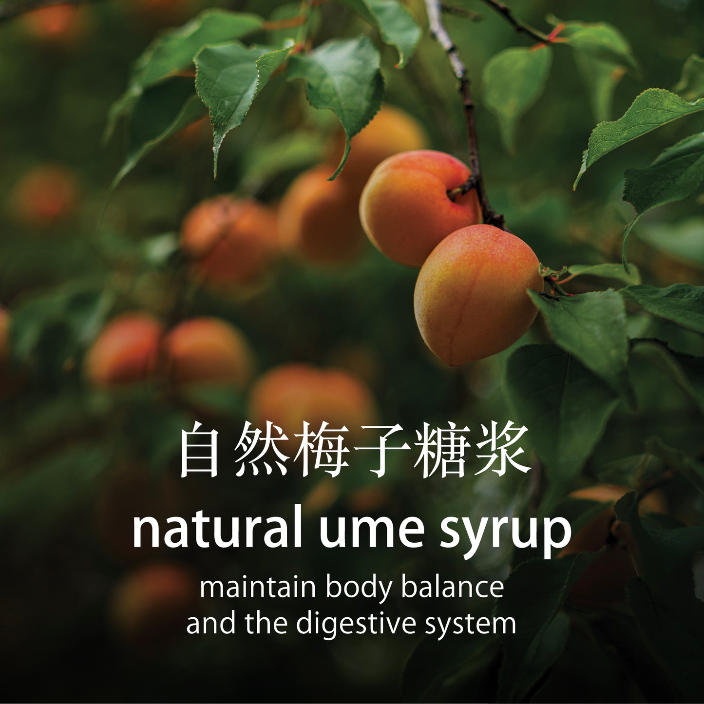 Ume Syrup (200ml)